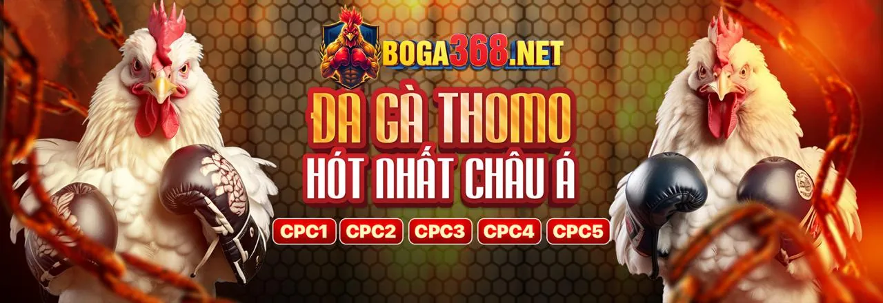 Hình ảnh đá gà Thomo trực tiếp, sân đấu sôi động